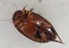 Agabus didymus